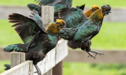 Evasión en la granja - Grok