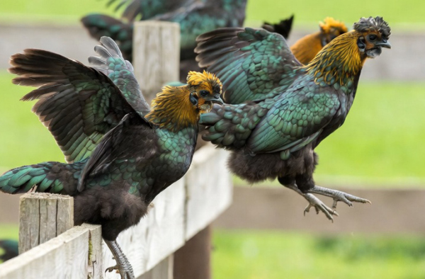 Evasión en la granja - Grok